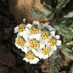 Achillea nana flower picture by Francois Mansour (cc-by-sa)