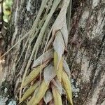 Tillandsia pohliana flower picture by Trap Hers (cc-by-sa)