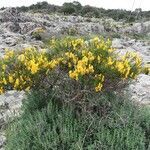 Genista salzmannii habit picture by Sergio costantini (cc-by-sa)