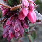 Vaccinium floribundum flower picture by Fabien Anthelme (cc-by-sa)