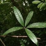 Aniba guianensis leaf picture by Jean-François Molino (cc-by-sa)