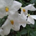 Solanum laxum flower picture by Jiménez d maria del pilar (cc-by-sa)