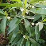 Myoporum laetum flower picture by Dieter Albrecht (cc-by-sa)