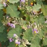 Solanum violaceum flower picture by Dieter Albrecht (cc-by-sa)