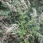 Artemisia vulgaris habit picture by Jean-René Girardeau (cc-by-sa)