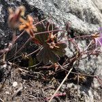 Geranium santanderiense habit picture by Fabien Anthelme (cc-by-sa)