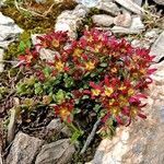 Saxifraga biflora flower picture by Rohweder Karsten (cc-by-sa)