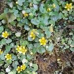 Saxifraga cymbalaria flower picture by Fabien Mikol (cc-by-sa)