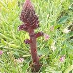 Orobanche sanguinea flower picture by Franco-Parguiña Héctor (cc-by-sa)