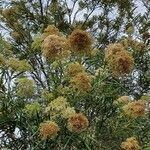 Buddleja saligna flower picture by Viktor netek (cc-by-sa)