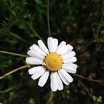 Matricaria chamomilla flower picture by Fabio P. (cc-by-sa)