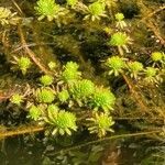 Myriophyllum aquaticum leaf picture by Alexandre Labbe (cc-by-sa)