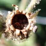 Silene dioica fruit picture by Gaël Covain (cc-by-sa)