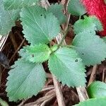 Acalypha herzogiana leaf picture by Trap Hers (cc-by-sa)