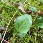 Pyrola rotundifolia leaf picture by Allian Mulder (cc-by-sa)