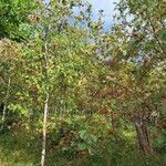 Sorbus aucuparia habit picture by Ernst Fürst (cc-by-sa)