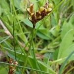 Carex ornithopoda flower picture by Liliane Pessotto (cc-by-sa)