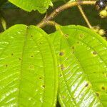 Miconia ibaguensis leaf picture by Nelson Zamora Villalobos (cc-by-nc)