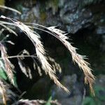 Festuca abyssinica flower picture by Fabien Anthelme (cc-by-sa)