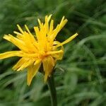 Crepis pontana flower picture by Yoan MARTIN (cc-by-sa)