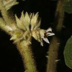 Solanum candidum flower picture by Nelson Zamora Villalobos (cc-by-nc)