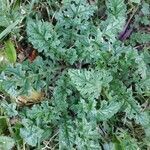 Senecio doronicum leaf picture by Alix Raffaillac (cc-by-sa)