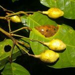 Protium ravenii fruit picture by Nelson Zamora Villalobos (cc-by-nc)