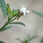 Chaenorhinum minus flower picture by Alain Lagrave (cc-by-sa)