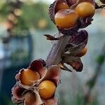 Chasmanthe aethiopica fruit picture by Monteiro Henrique (cc-by-sa)