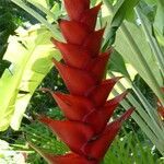 Heliconia caribaea flower picture by Daniel Barthelemy (cc-by-sa)