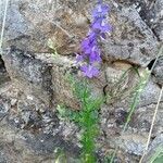 Delphinium ajacis habit picture by Plantae Lucorum (cc-by-sa)