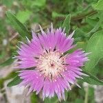 Centaurea pullata flower picture by Monteiro Henrique (cc-by-sa)