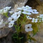 Kernera saxatilis flower picture by Alain Bigou (cc-by-sa)