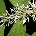 Cestrum schlechtendalii fruit picture by Nelson Zamora Villalobos (cc-by-nc)