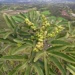 Oreopanax ecuadoriensis fruit picture by Trap Hers (cc-by-sa)