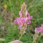 Astragalus hypoglottis flower picture by Pierre FRANCOIS (cc-by-sa)