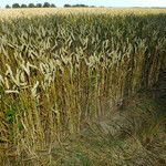 Triticum aestivum habit picture by Andrzej Konstantynowicz (cc-by-sa)