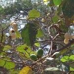 Cordia lutea fruit picture by Trap Hers (cc-by-sa)