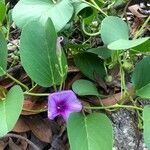 Ipomoea pes-caprae leaf picture by mathilde norodom (cc-by-sa)