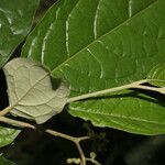 Solanum schlechtendalianum leaf picture by Nelson Zamora Villalobos (cc-by-nc)