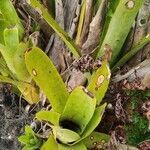 Aechmea nudicaulis leaf picture by Flor Alex (cc-by-sa)