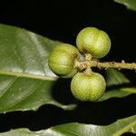 Pausandra trianae fruit picture by Nelson Zamora Villalobos (cc-by-nc)