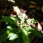 Biophytum sensitivum habit picture by Noel Dionson (cc-by-sa)