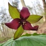 Trillium erectum flower picture by Bartosiak Sebastian (cc-by-sa)