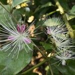 Capparis micracantha flower picture by miftahul khoir (cc-by-sa)