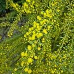 Acacia acinacea flower picture by Sophia Horomidis (cc-by-sa)