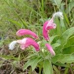 Centropogon cornutus flower picture by Fredy Beltran (cc-by-sa)