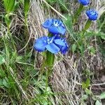 Gentiana pumila flower picture by Finozzi Maurizio (cc-by-sa)