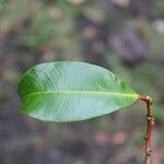 Psiloxylon mauritianum leaf picture by J. Champ (cc-by-sa)