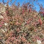 Berberis vulgaris habit picture by Breaking Good (cc-by-sa)